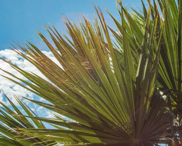 Club Degli Amici Camping Village gallery 2