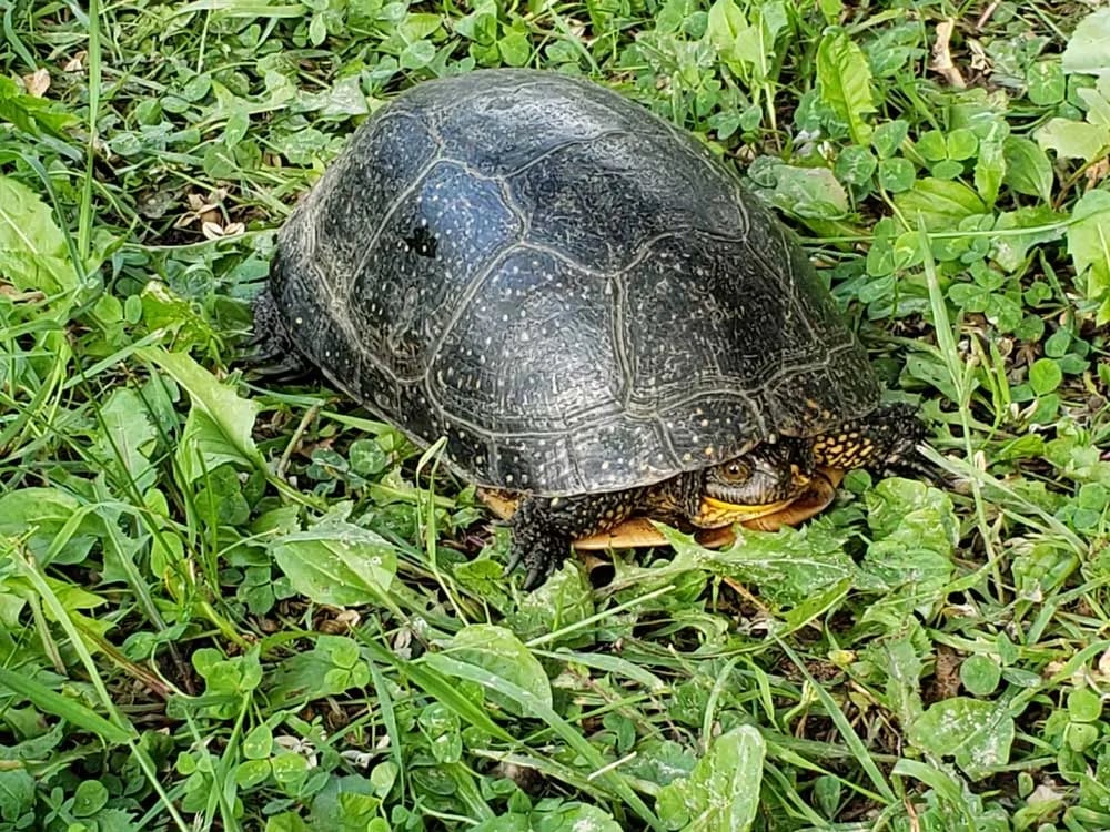 Sleepy Dragon Campground
