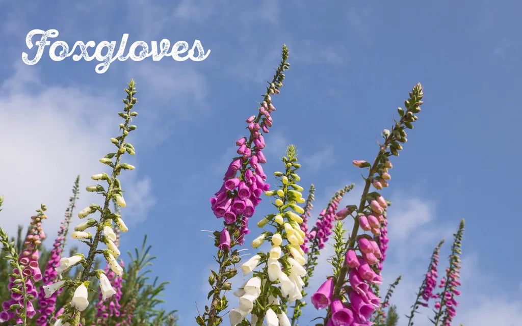 Cardigan Island Coastal Farm Park