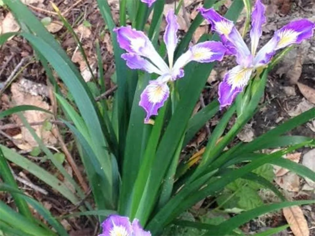 Indian Creek RV Park