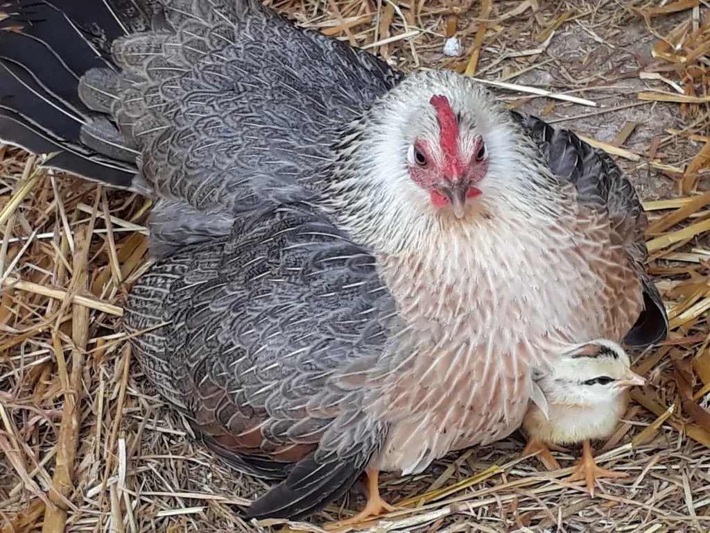 Michelmersh Manor Farm gallery 2