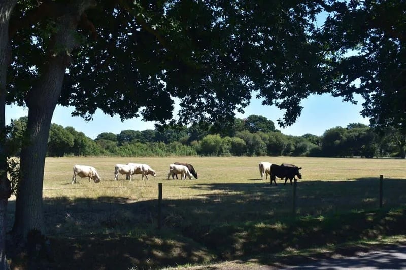 Wicks Farm Holiday Park gallery 3