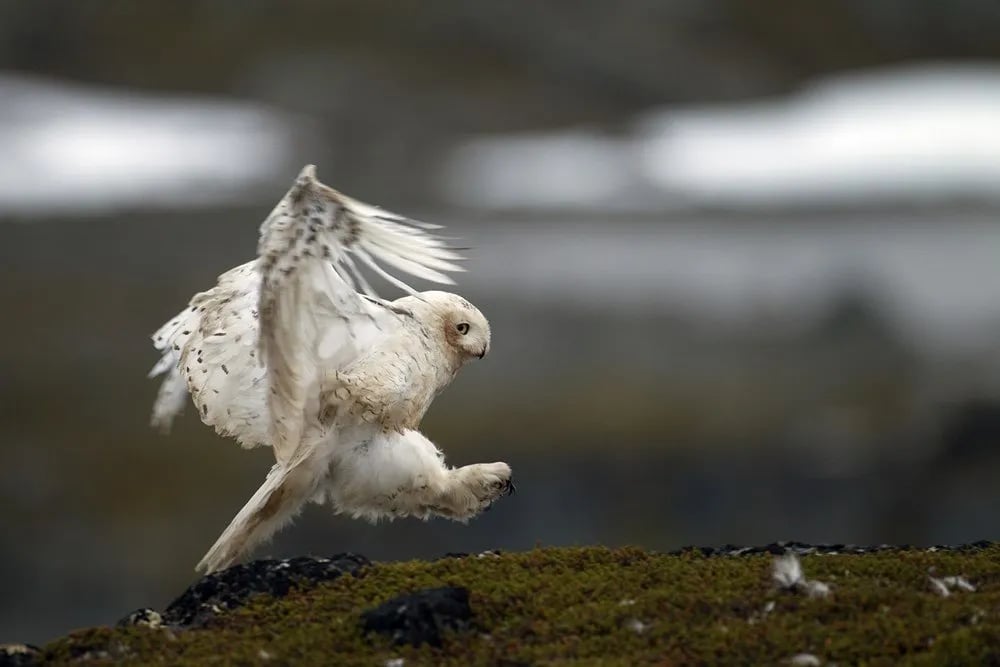 Stabbursdalen Resort gallery 3