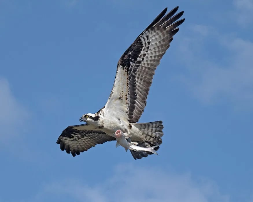 Longwood Campground at John H Kerr Reservoir gallery 3