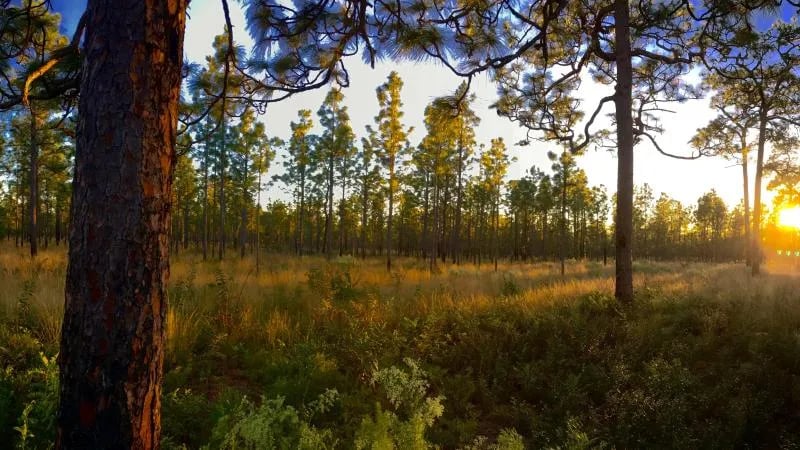 Woods Ferry River Camp — Suwannee River Wilderness Trail gallery 3