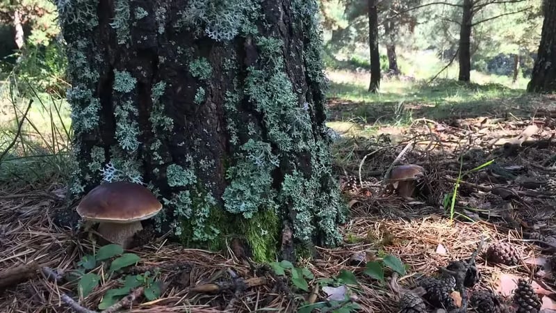 Camping Bellver gallery 2