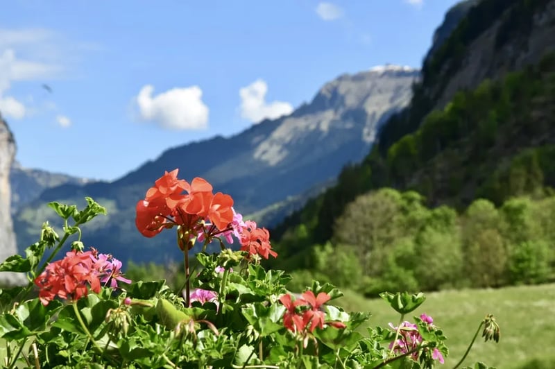 Camping Rütti gallery 1