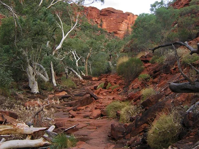 Watarrka National Park gallery 1