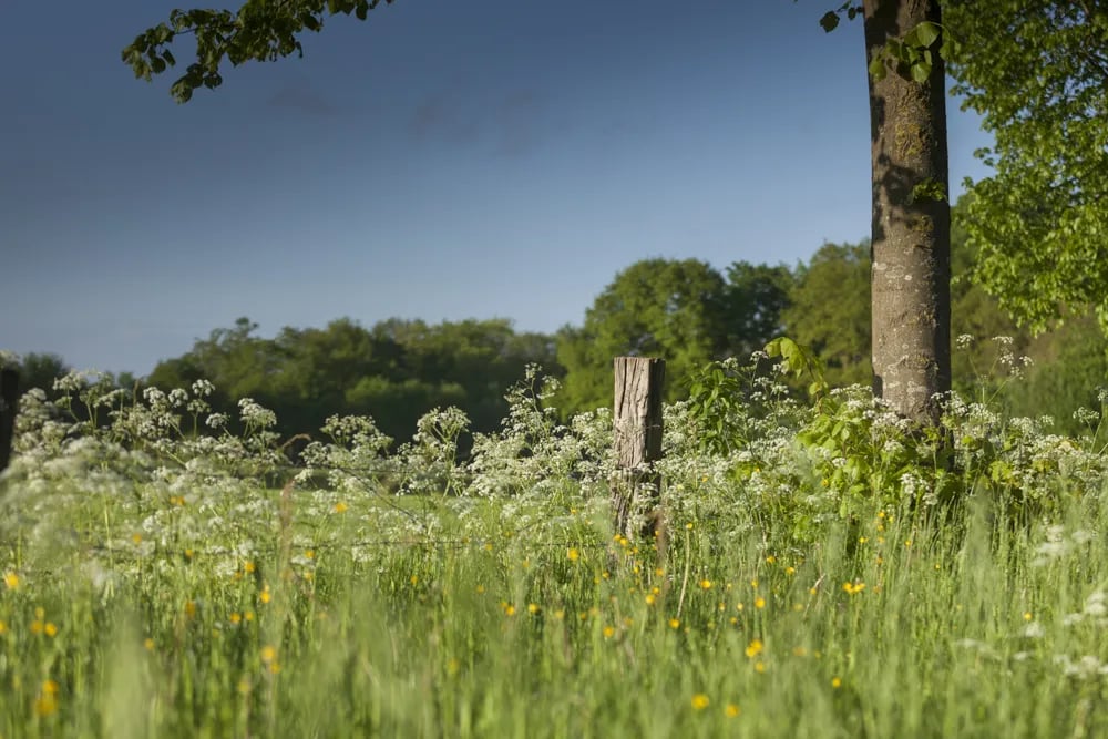 De Vetweide gallery 2