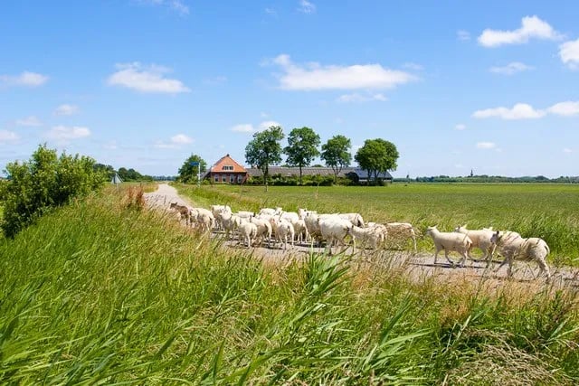 Camping Maarlandhoeve gallery 3