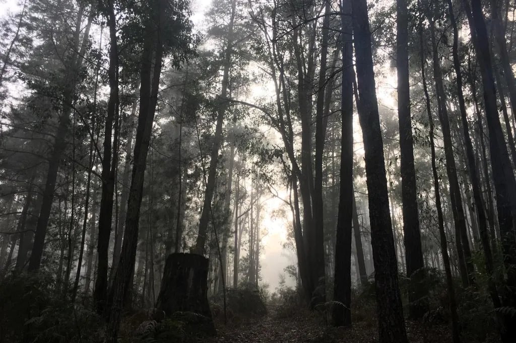 Baden Powell Campground gallery 1