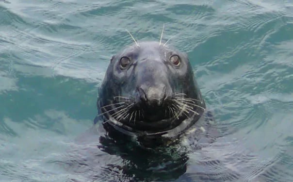 Penrallt Coastal Campsite gallery 2