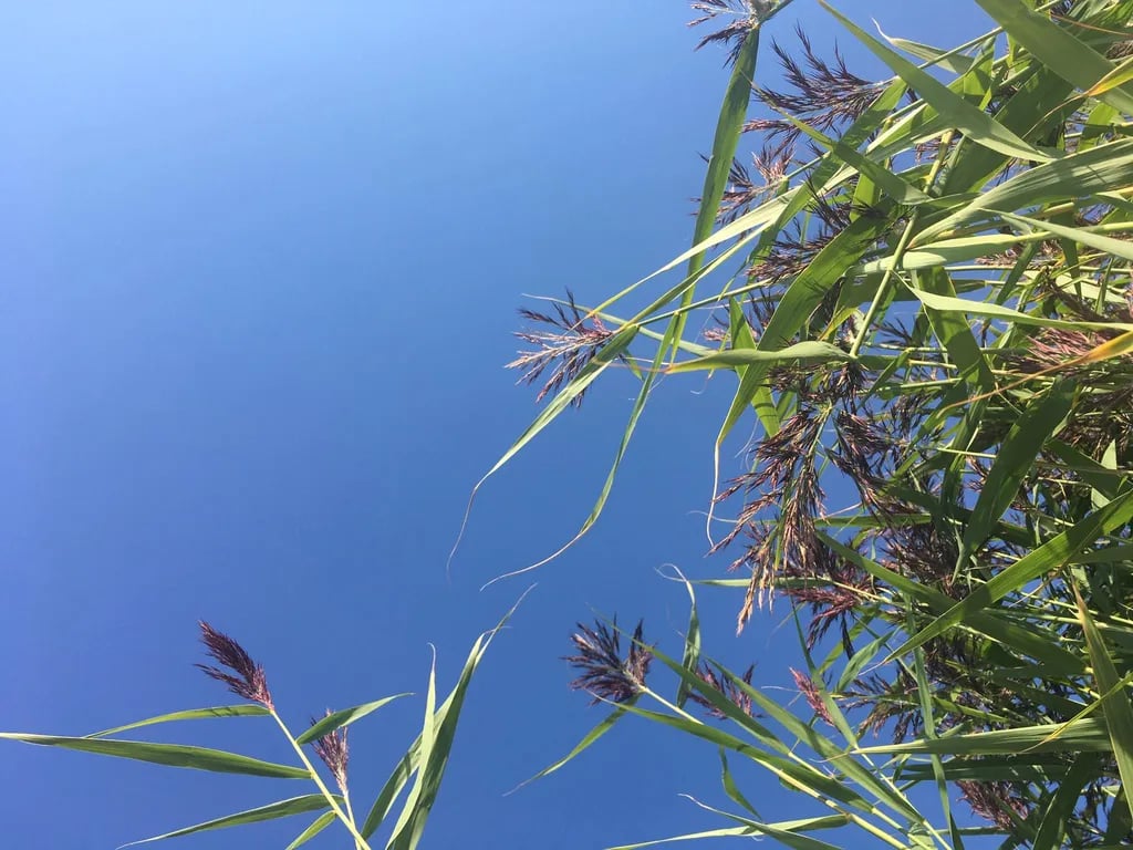 Ziemupes sea-side camping gallery 1