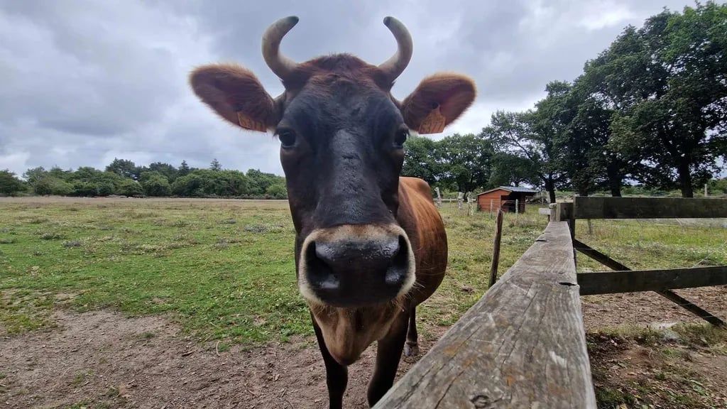 Camping de l’Étang du Pays Blanc gallery 2