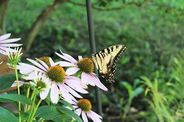 Tucquan Park Family Campground gallery 3