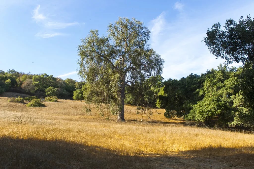 Musch Trail Camp — Topanga State Park