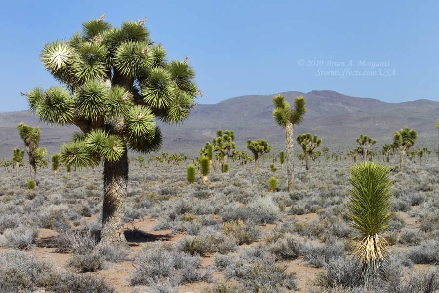 Panamint Springs Resort gallery 2