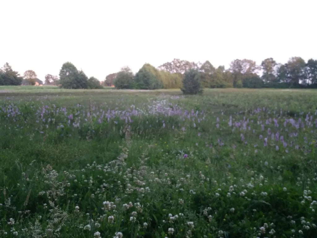 Mieke De Jong gallery 1