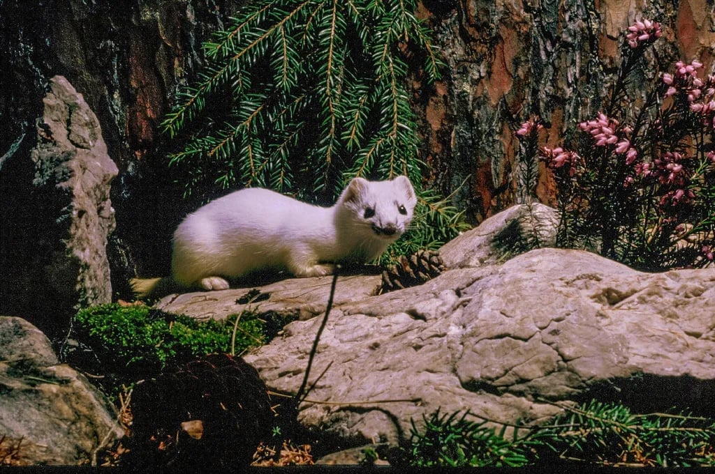 Camping Lastei gallery 2