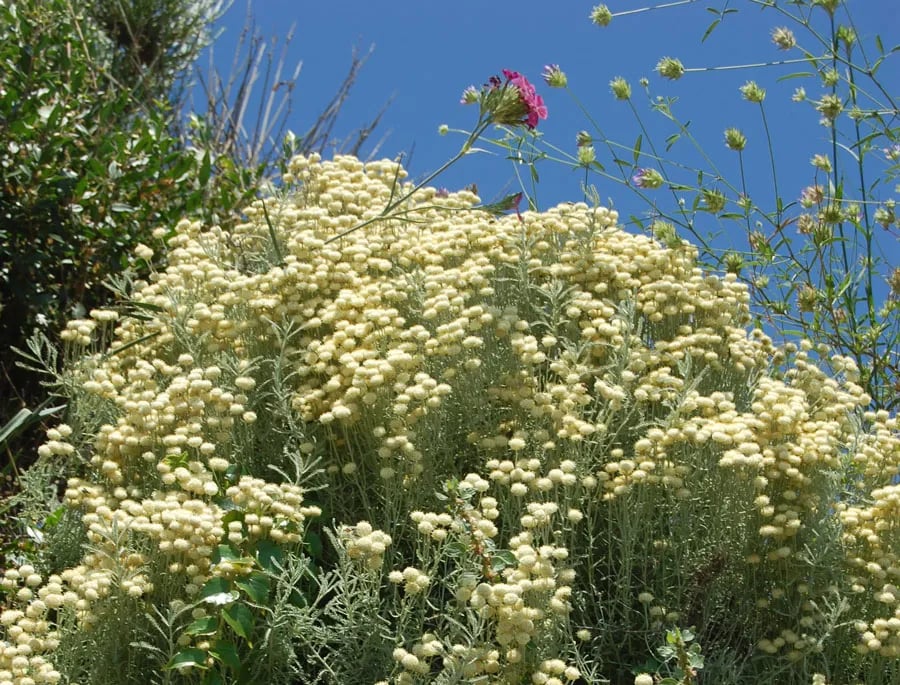 Village/Camping La Francesca Sud