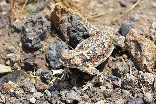 Frog Spring in Alvord Desert gallery 1