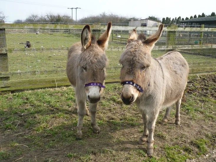 Barmston Farm Holiday Park gallery 2