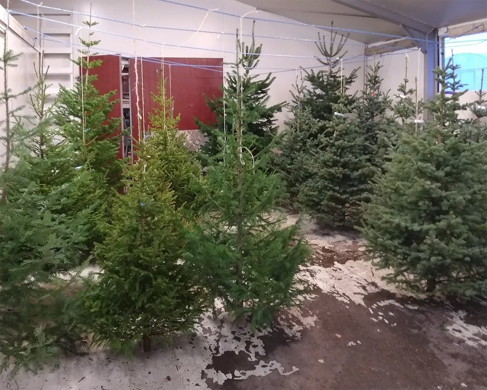 Tjaldsvæðið Hallormsstaðaskógi