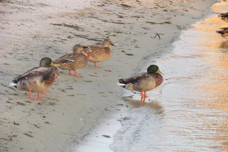 White Lake Motel & Campground gallery 2