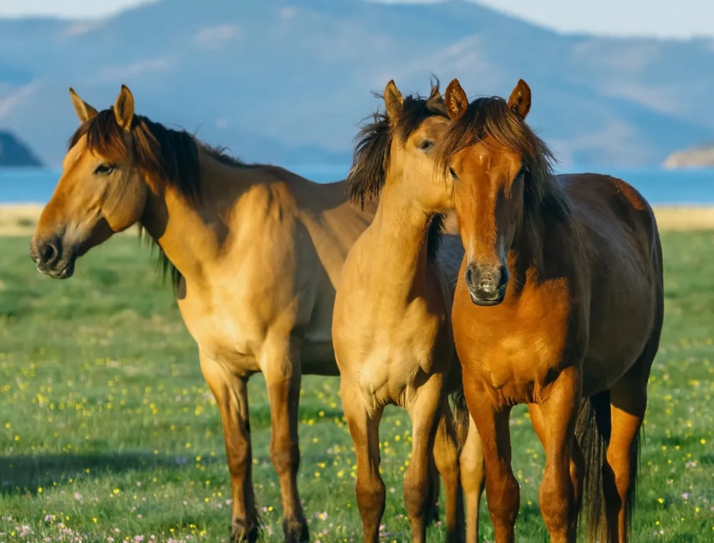 Iron Horse RV Resort gallery 1