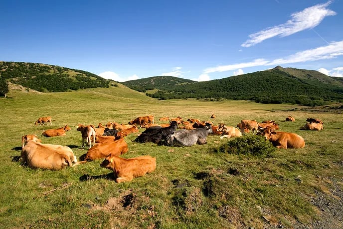 Camping Rio Requesa gallery 3