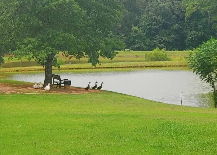 Spacious Skies Peach Haven gallery 3