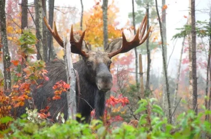 Notch View Inn and Campground gallery 1