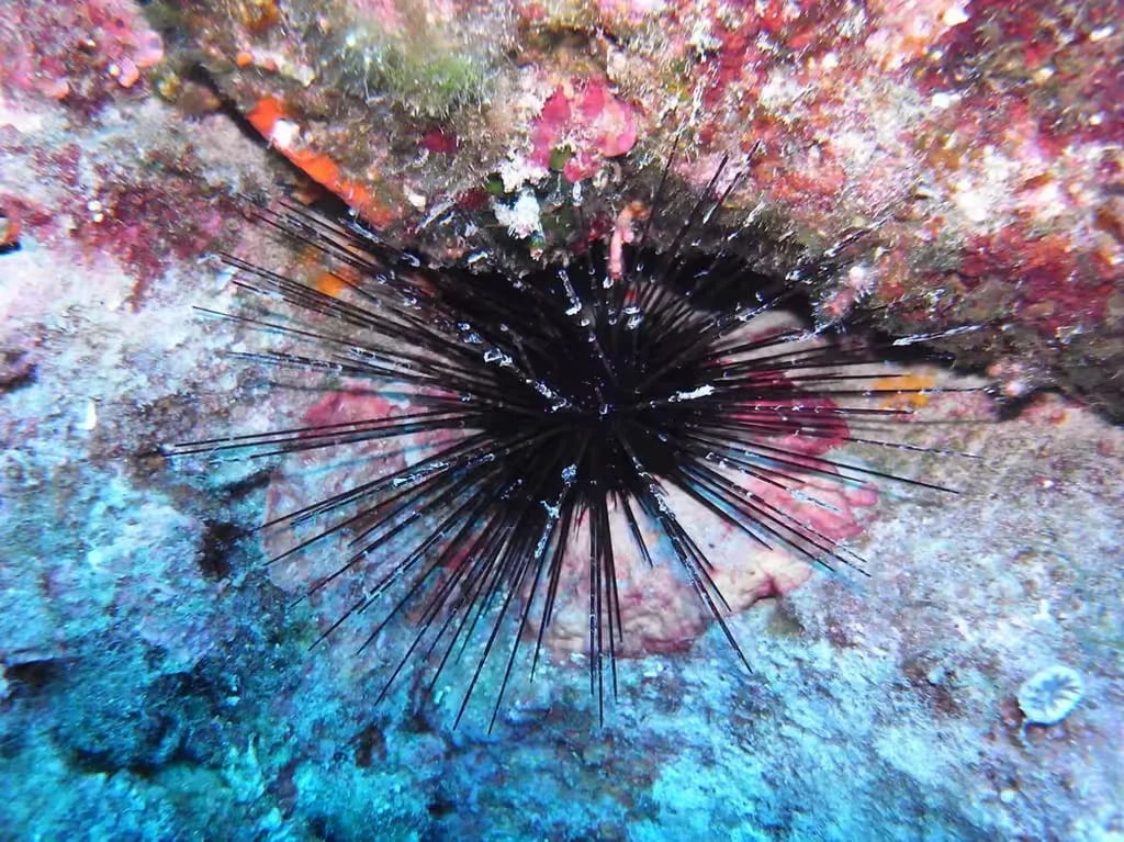 Camping Villaggio Nettuno