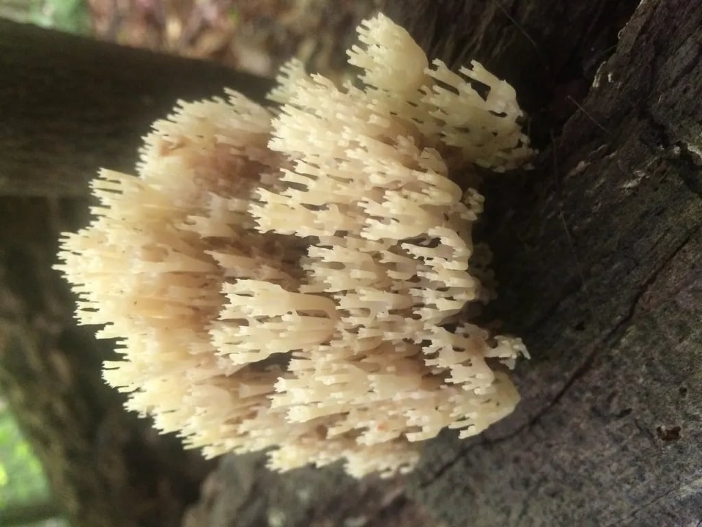 Sawdust FarmCamp gallery 2