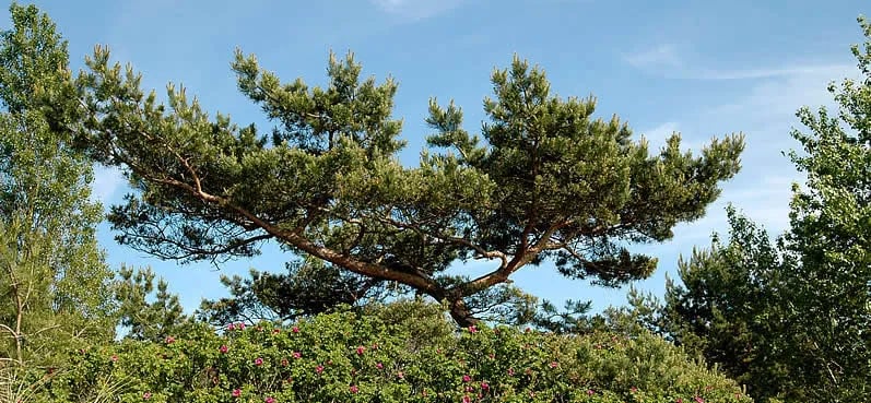 Camping Jurata gallery 3