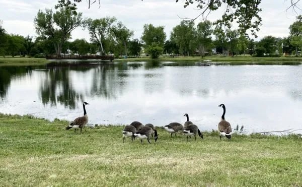 Armour Lions Park gallery 2