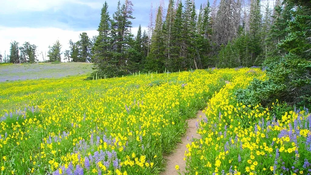 Cedar Breaks Camp gallery 1