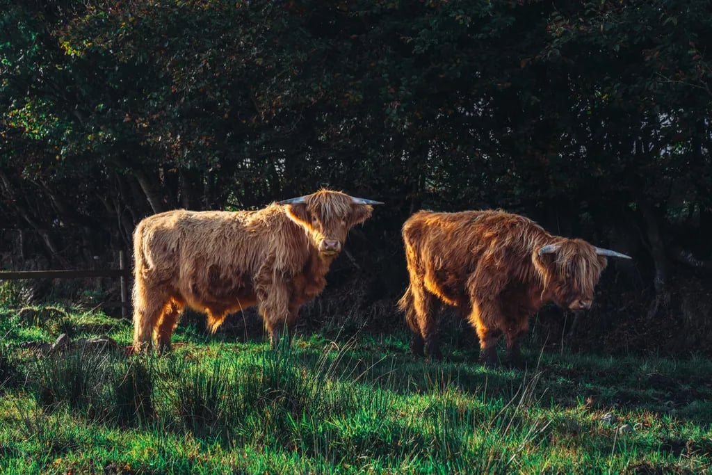 Coorie Retreats gallery 1