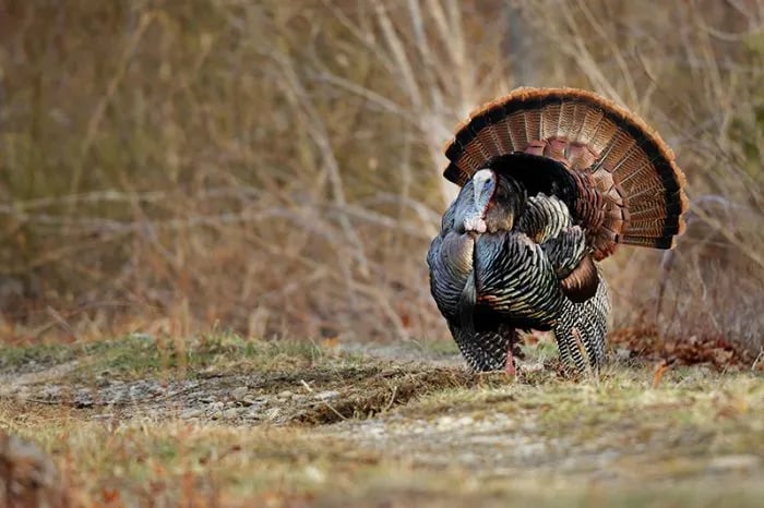 Bluestone Wildlife Management Area — Bluestone Lake Wildlife Management Area gallery 2