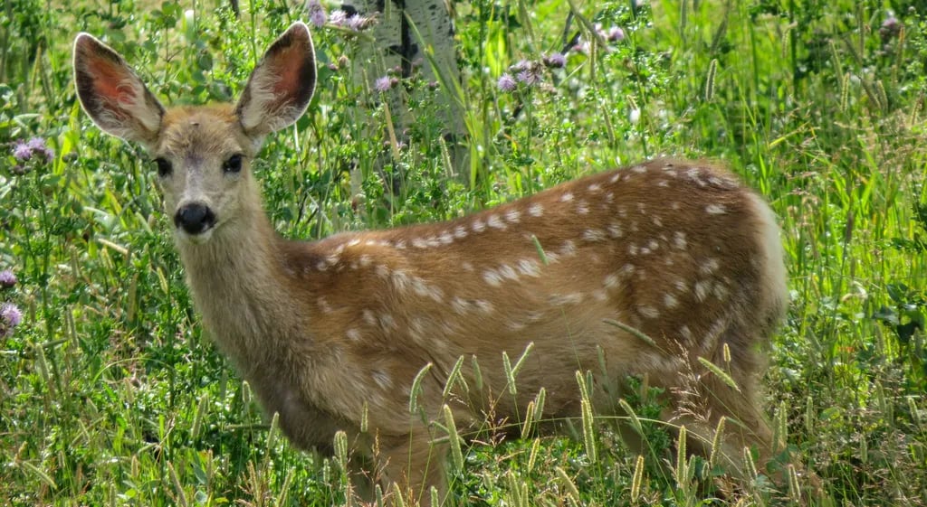 Miquelon Lake Provincial Park gallery 1