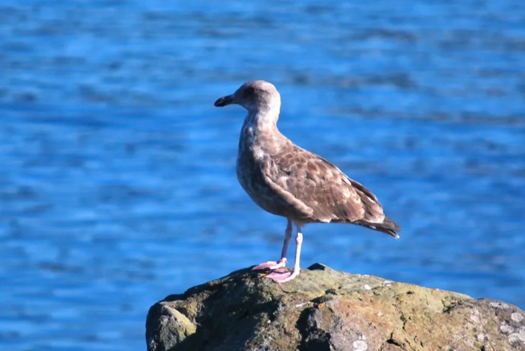 Beachfront RV Park gallery 1