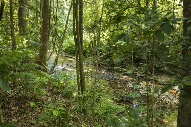 Davies Creek, Dinden National Park gallery 3
