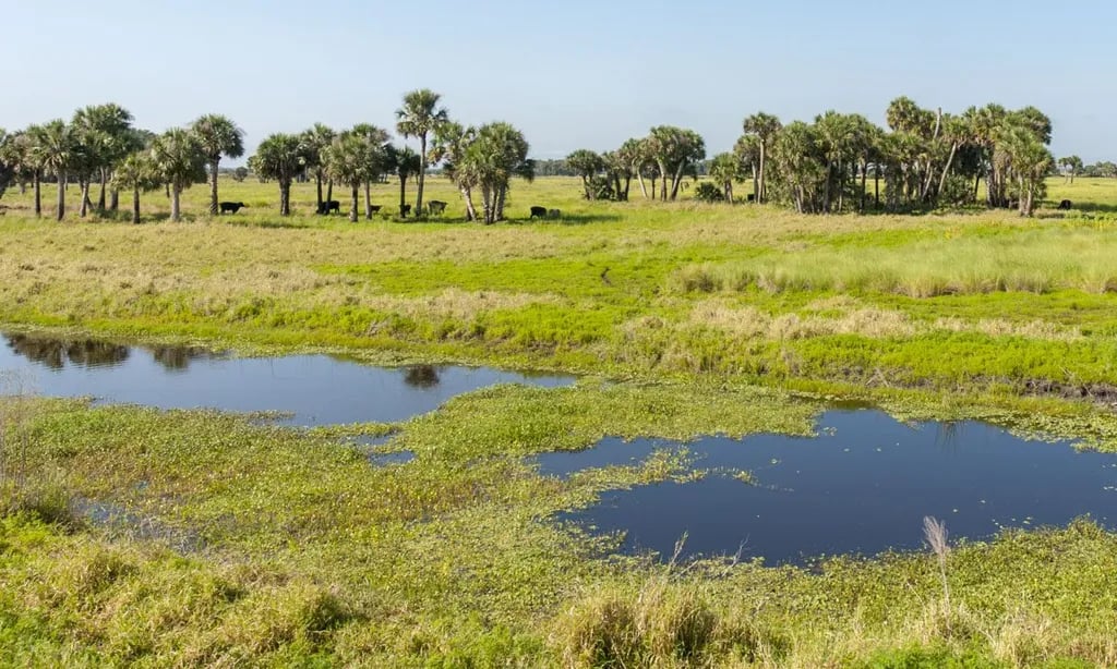 Persimmon Mound gallery 3