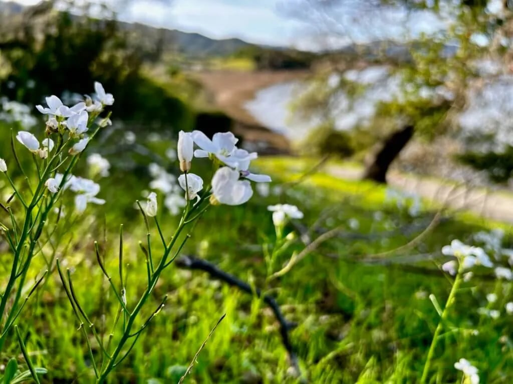 China Camp State Park