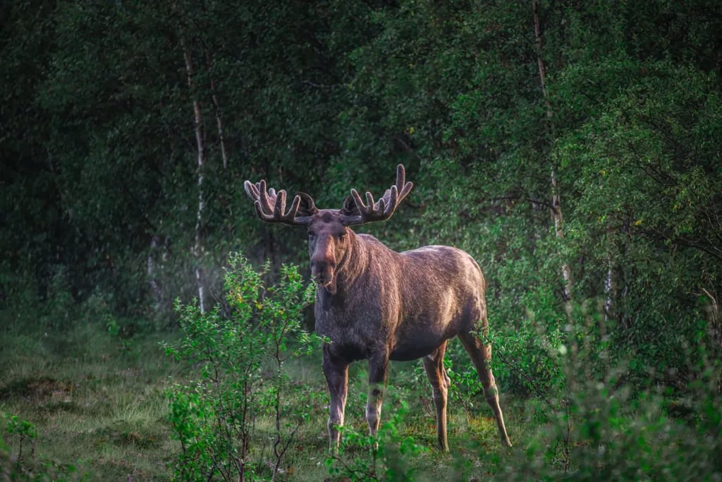 Sortland Camping Og Motell
