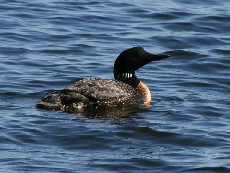 Sebasticook Lake Campground gallery 2