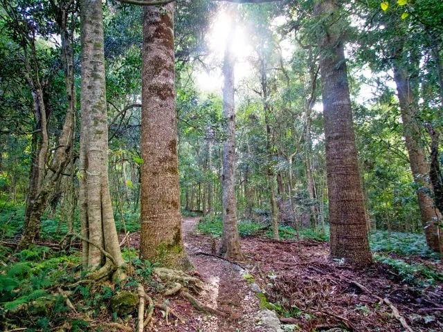 Bunya Mountains National Park gallery 3