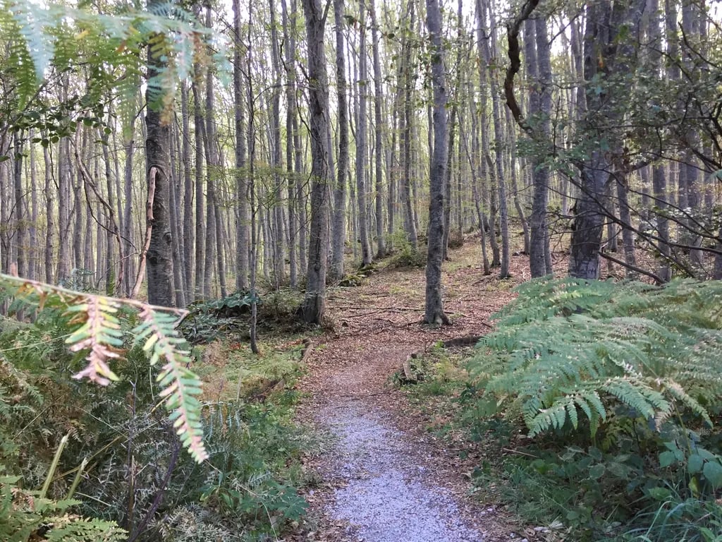 Agricampeggio Colle dei Lupi gallery 2