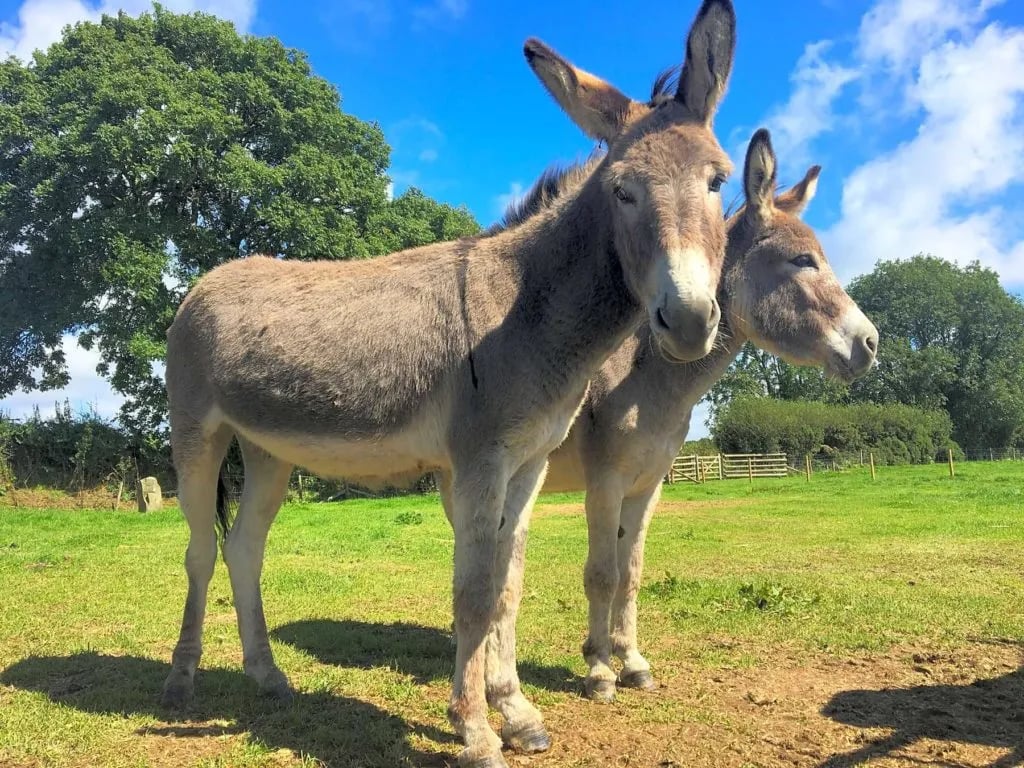 Dyfed Shire Horse Farm