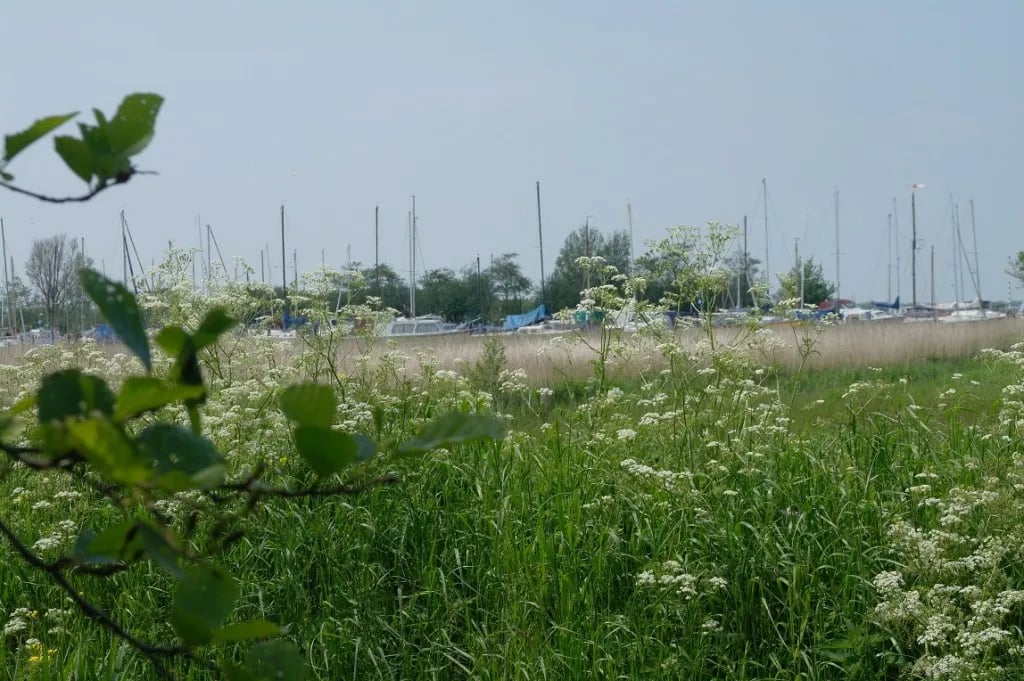 De Swaenebloem gallery 2